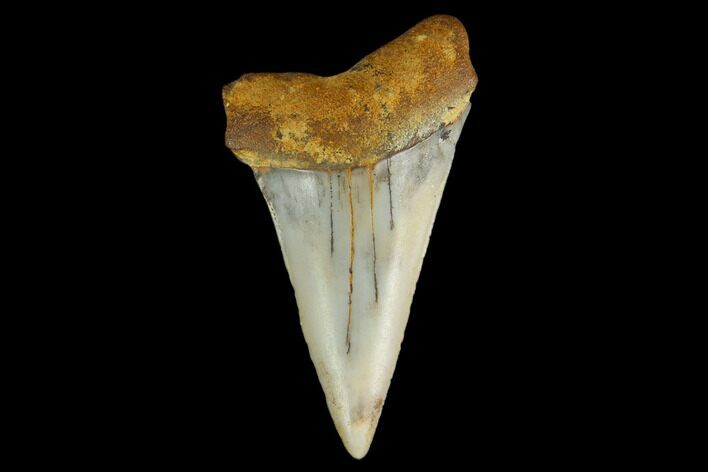 Colorful Mako/White Shark Tooth Fossil - Sharktooth Hill, CA #113948